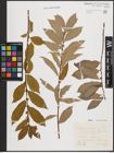 Foto von Salix cinerea L.